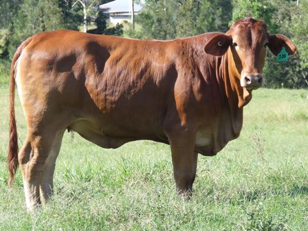 Bryvonlea Fair Lady